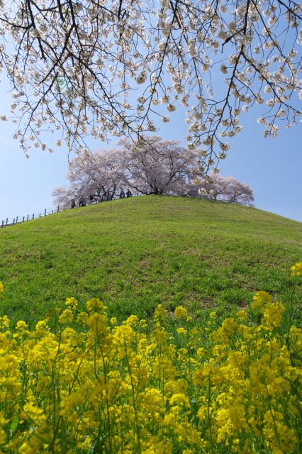 桜と菜の花のサンド。