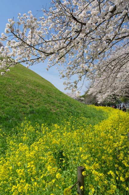 菜の花の黄色、古墳の緑、桜の白、空の青で良いコントラスト。