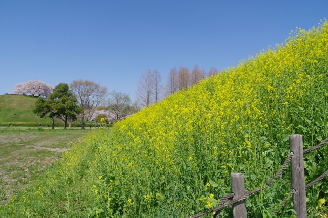 方墳側の階段を登ります。斜面には菜の花が沢山。