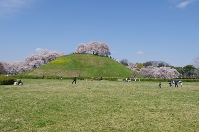 芝生広場へ。親子連れ等が遊んでいます。