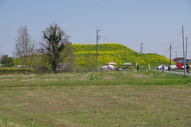 将軍山古墳を南側から。菜の花が目立ちます。