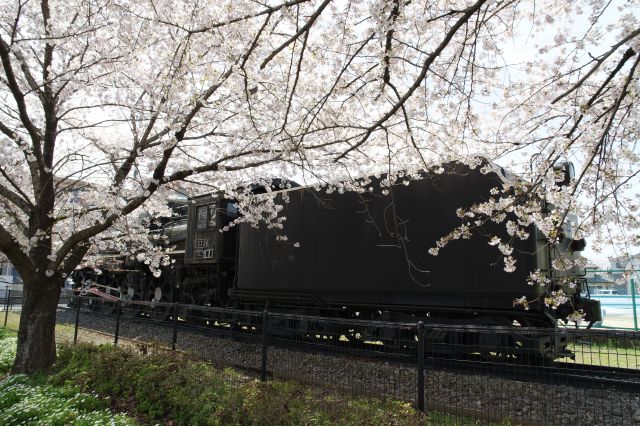 公園通りを南に進むと桜越しのSLがあります。