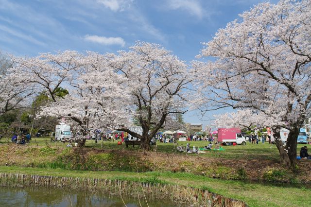 広場との間に桜の木々。