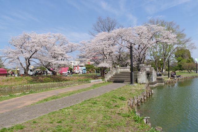 所々にきれいな桜の見られます。