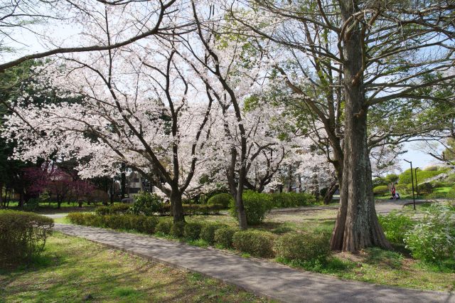 緑の中の心地よい桜の木々です。