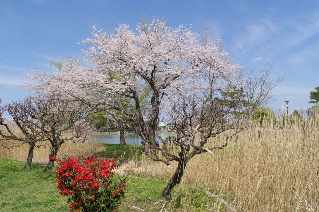 小さい池側へ、少し裏側的な雰囲気です。