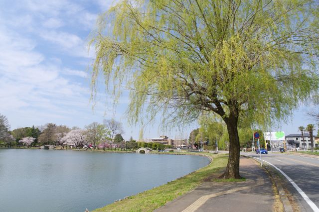 開放的な池に立つ柳の木も良い風情です。