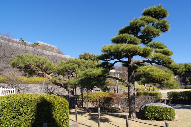 松の木々と石垣。