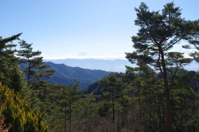 木々の間に富士山が見えました。