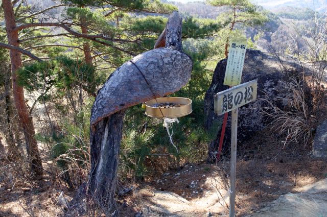 龍の松。