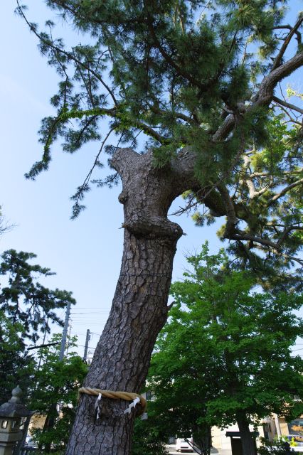 境内には力強い松の木があります。