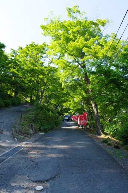 坂道は静かでそよそよ葉をゆする音が心地よい。