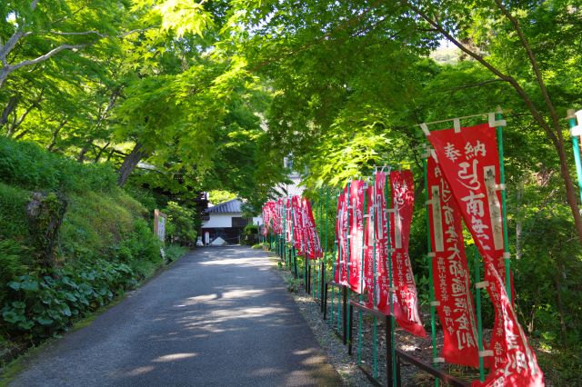 青紅葉に包まれた穏やかな雰囲気は心落ち着きます。