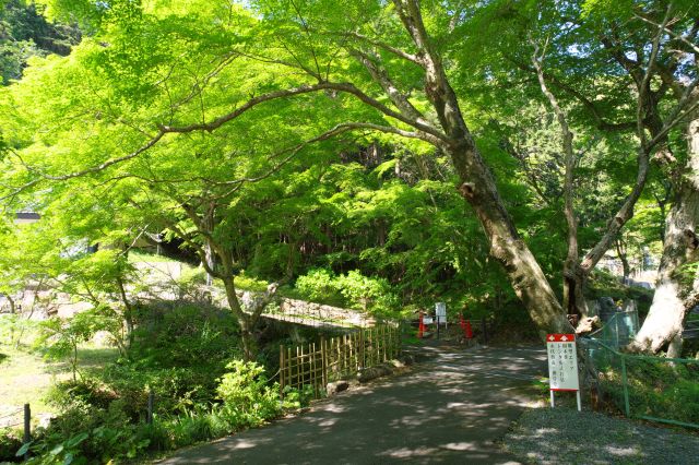 客殿右手は青紅葉がひしめき合って美しい光景です。