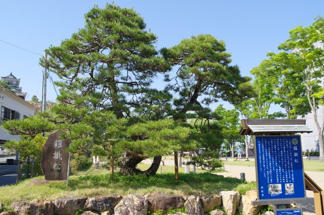 道路沿いに家康公鎧掛松があります。