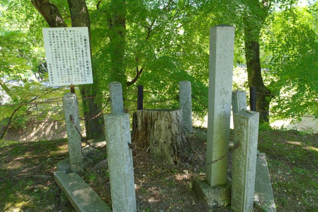 久邇宮良子女王「御手植の松」