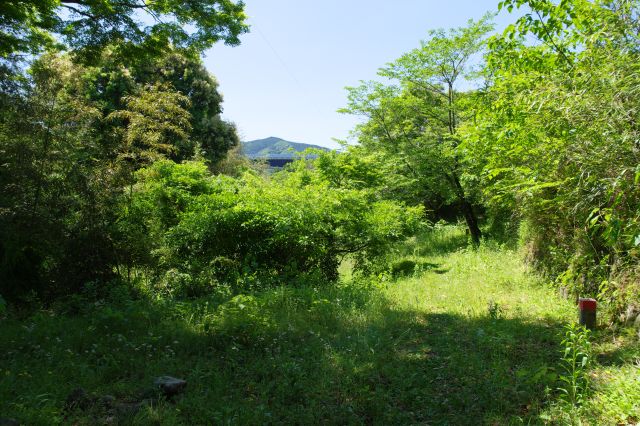 野牛曲輪は草道に分け入る感じで歩きづらいです。