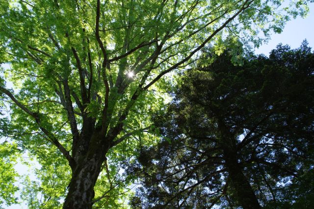 頭上には各樹齢100年のケヤキとモミの木。