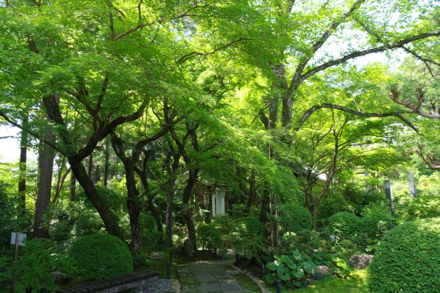 庭園のような造形に枝を伸ばす木々。