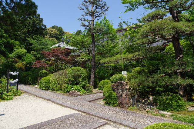 樹木が豊かな小路。