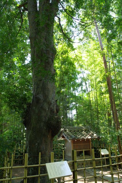 左側に梛（なぎ）の木。