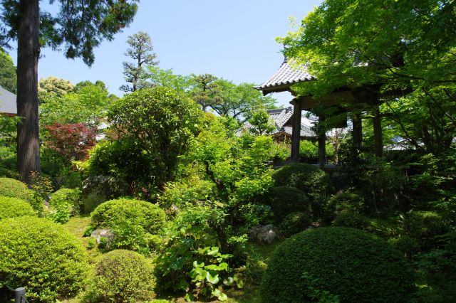 仁王門の中へ、鐘楼堂側。庭園の緑がひしめきます。