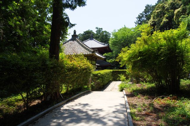 墓所前の道を振り返る。楽園のような美しい寺でした。