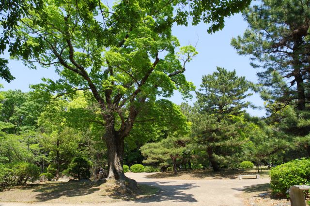 庭園跡にあるような1本1本が大きくて立派な木です。