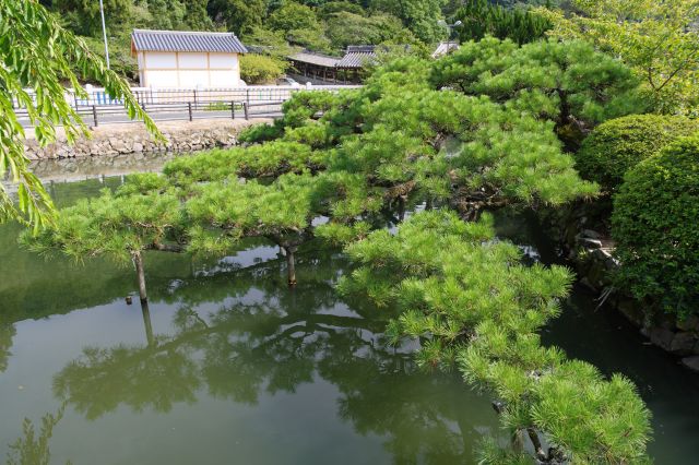 池に枝を伸ばす木々が印象的。