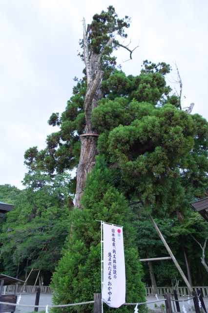 平安杉は樹齢千年以上とされるご神木。