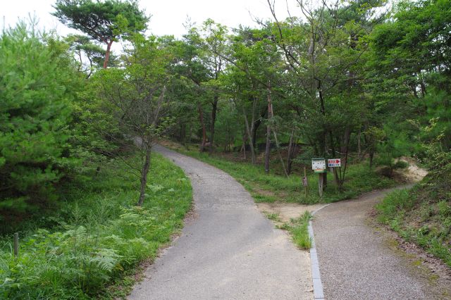 自然豊かな遊歩道、左は車が通れる道路、右はくねくね曲がった歩道です。