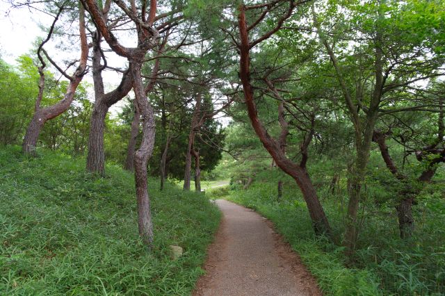 松の木々の中の道を進みます。この辺は虫に注意。