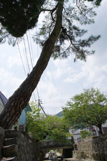 川から見上げるそり立つ木。