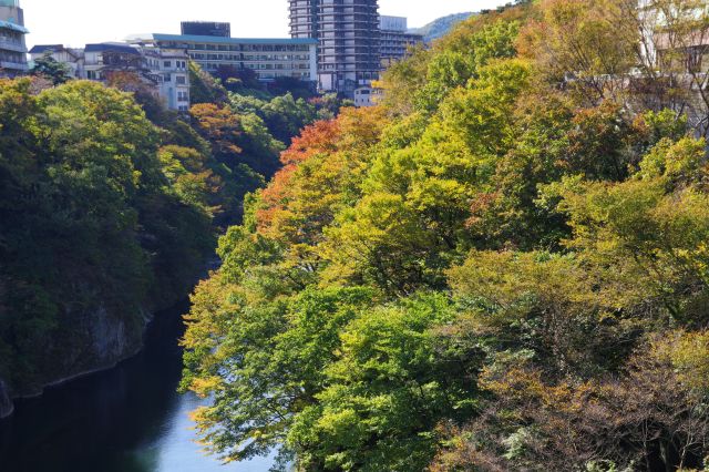 緑から少し色づいた木々がきれい。