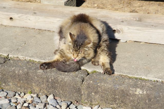 周辺には気ままな猫達が沢山見られました。