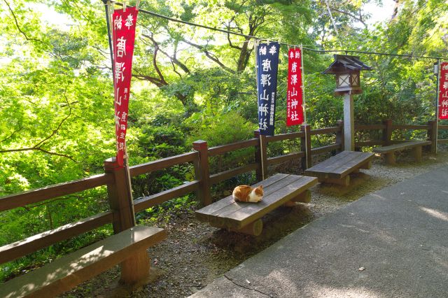 ベンチに猫が座っています。