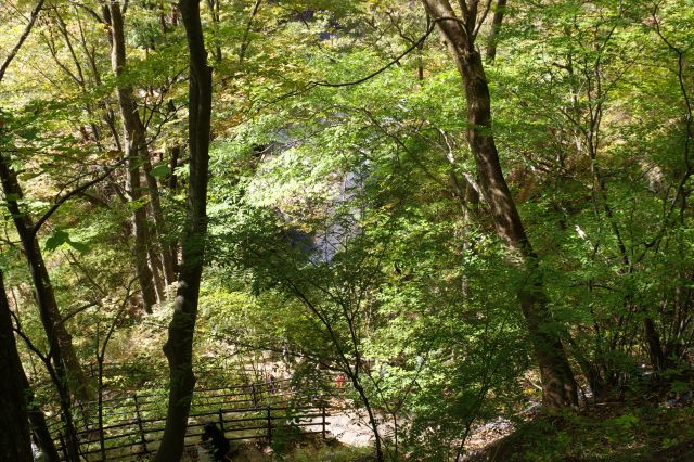 自然の中という感じで涼しい散策路です。