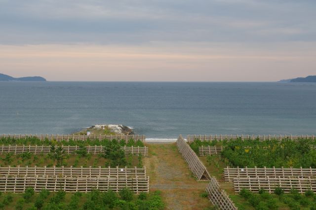 ざぶざぶと押し寄せる波、きれいな水平線。新しい苗木たち。