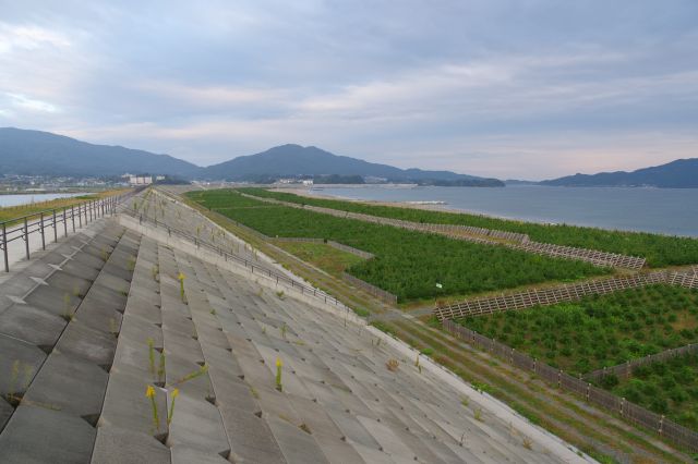 堤防と共に松の苗木も海岸沿いに長く続きます。