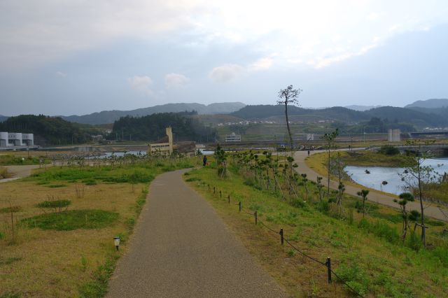 奇跡の一本松の方へ。道の周りには小さな松の木々。