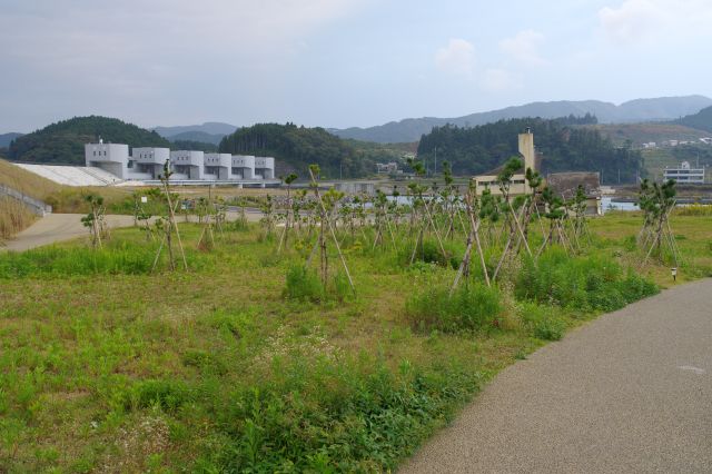 堤防の内側の木々。新しい命の息吹。