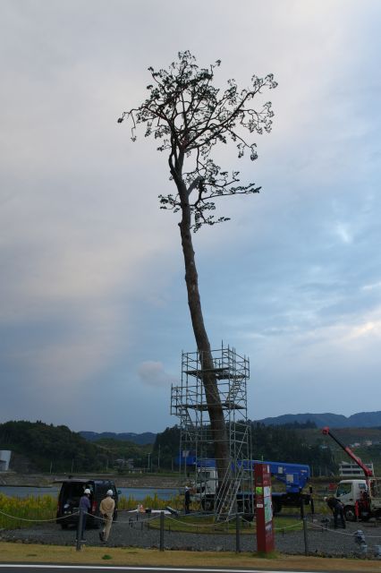 現在は枯れ木で保存処理が既に行われた状態ですが、この日も何か工事をしていました。