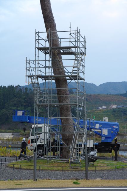 奇跡の一本松の根本部分。しっかり地に足を付けた巨木。