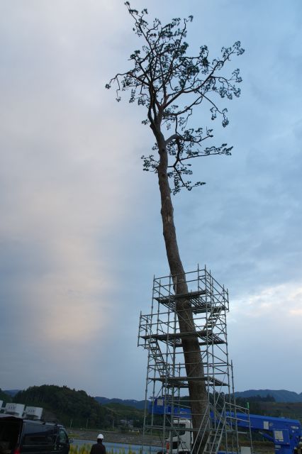 空に向かってそびえ立つ1本だけの松。沢山の人に希望を与えた事が伺えます。