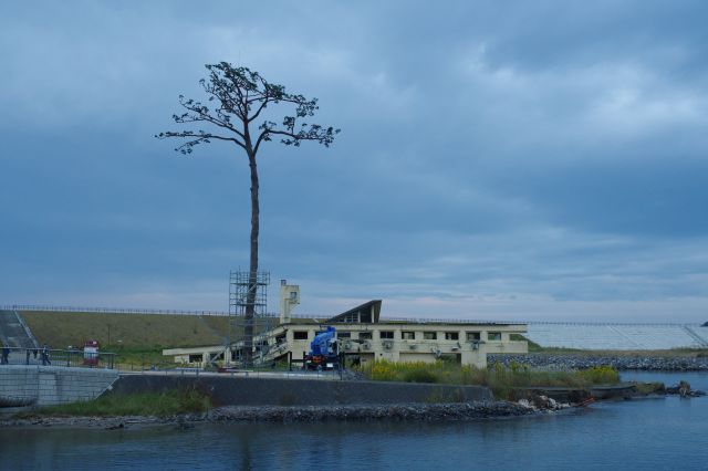 対岸から見た軌跡の一本松。