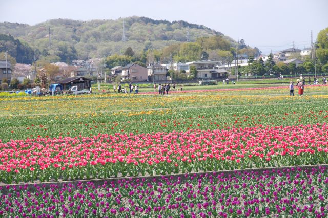 チューリップ公園（羽村市）の写真ページ