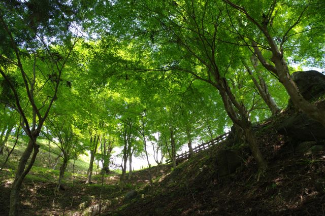 頭上の緑のアーチが心地よい。