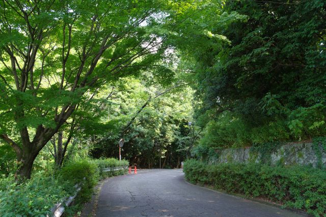 土塁を右手に緩やかに坂を登ります。