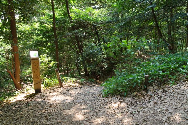 狭い脇道から山を下ります。