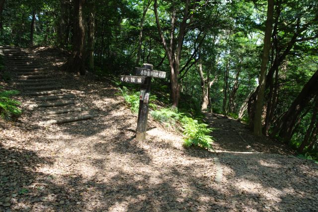 豊かな自然の中の道。